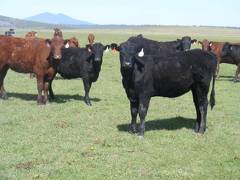 May 2020 Yearling Heifers