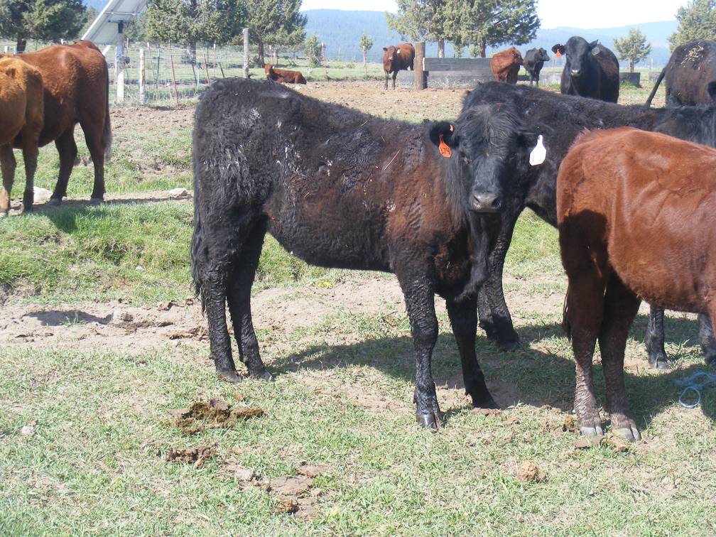 May 2020 Yearling Heifers