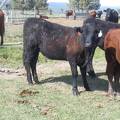 May 2020 Yearling Heifers