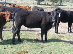 May 2020 Yearling Heifers