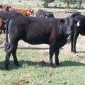 May 2020 Yearling Heifers