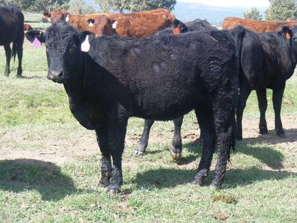 May 2020 Yearling Heifers