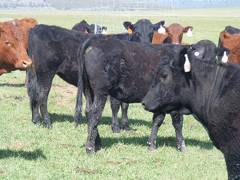 May 2020 Yearling Heifers