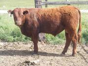 Yearling Bulls for Sale