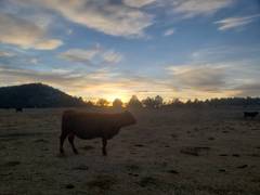 Sunset in the calving pasture