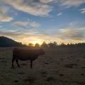 Sunset in the calving pasture