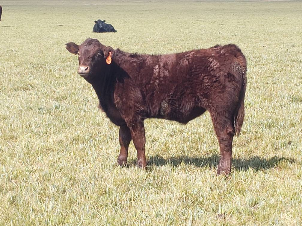 Pretty steer