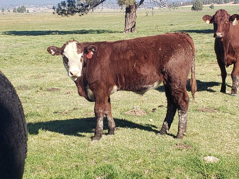 Pretty steer