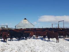 Cows by barn