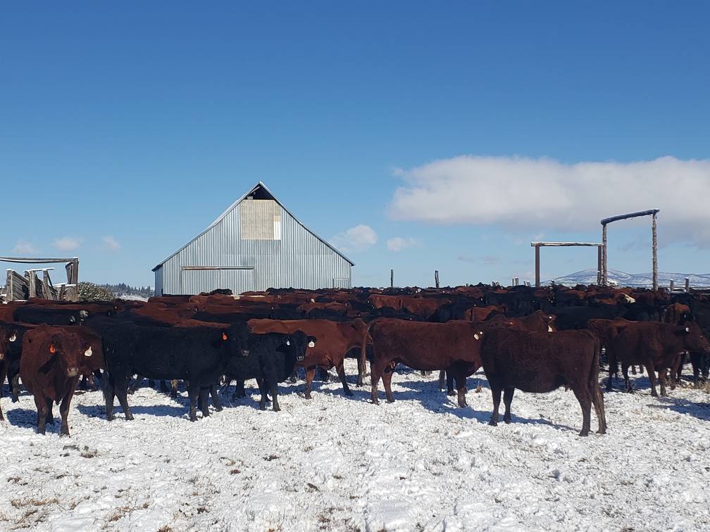 Cows by barn