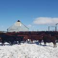 Cows by barn