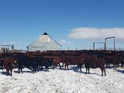 Cows by barn