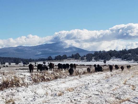 Winter scenery