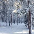 Snowy trees