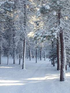 Snowy trees