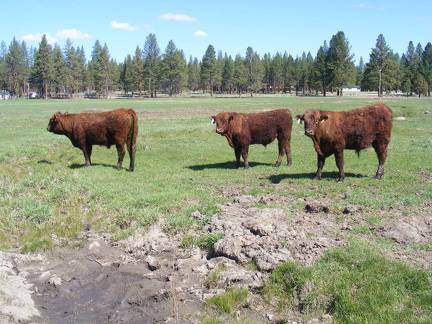 116 left, 125 center, 114 right 