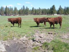 116 left, 125 center, 114 right 