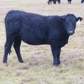 2023 Bred Heifers in November