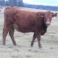 2023 Bred Heifers in November