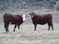 2023 Bred Heifers in November