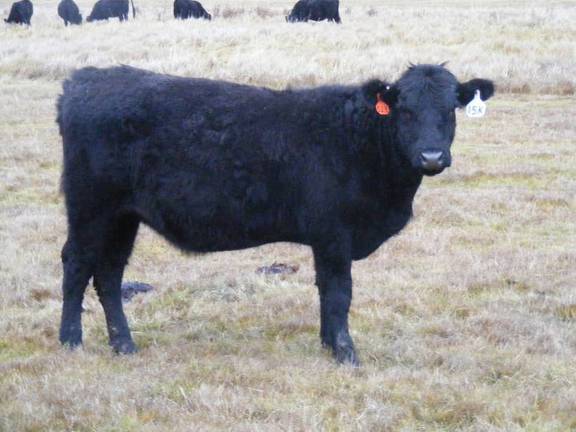 2023 Bred Heifers in November