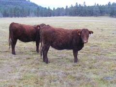 2023 Bred Heifers in November