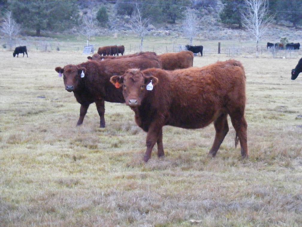 2023 Bred Heifers in November