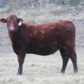 2023 Bred Heifers in November