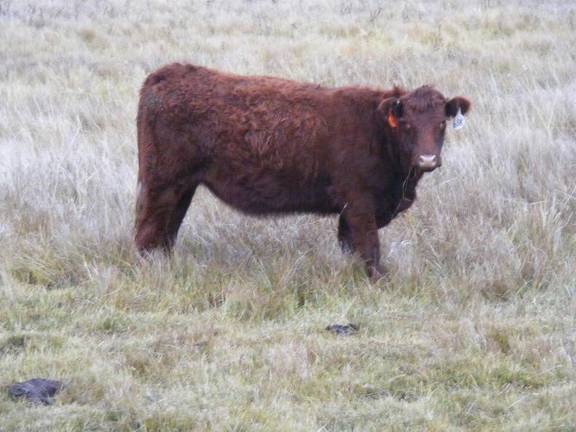 2023 Bred Heifers in November