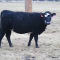 2023 Bred Heifers in November