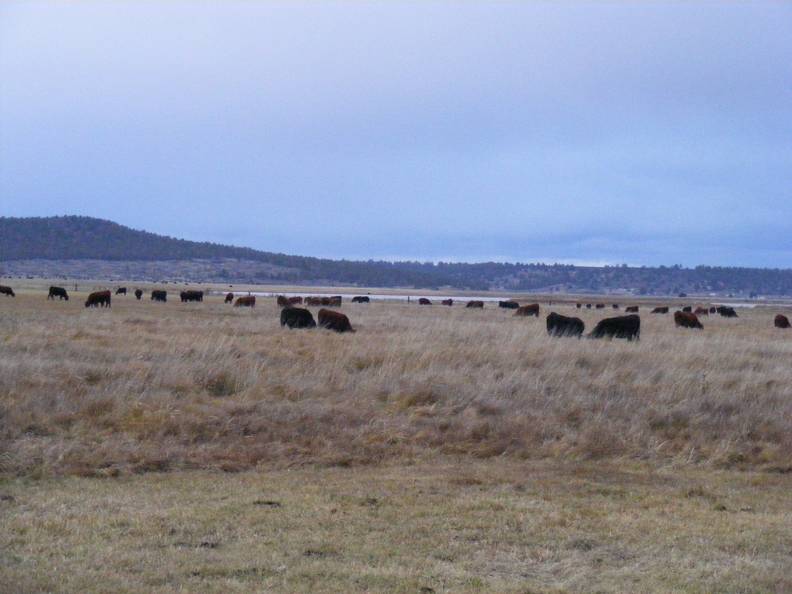 2023 Bred Heifers in November