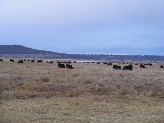 2023 Bred Heifers in November