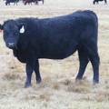 2023 Bred Heifers in November