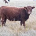 2023 Bred Heifers in November