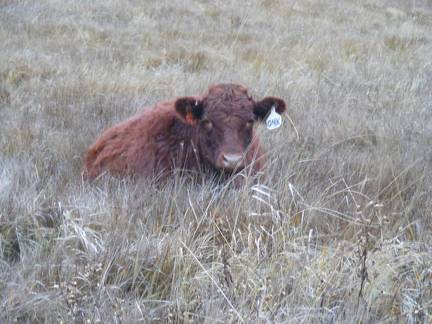 2023 Bred Heifers in November