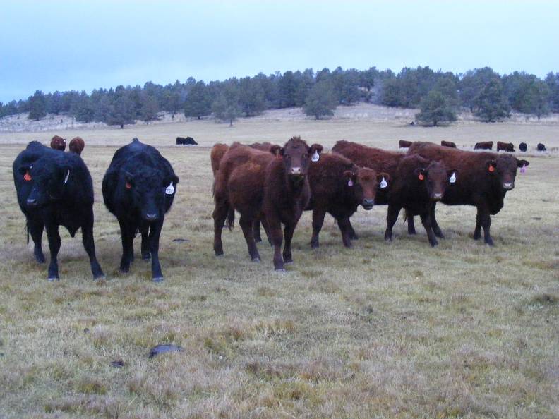 2023 Bred Heifers in November