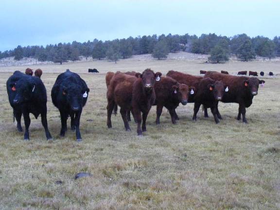 2023 Bred Heifers in November