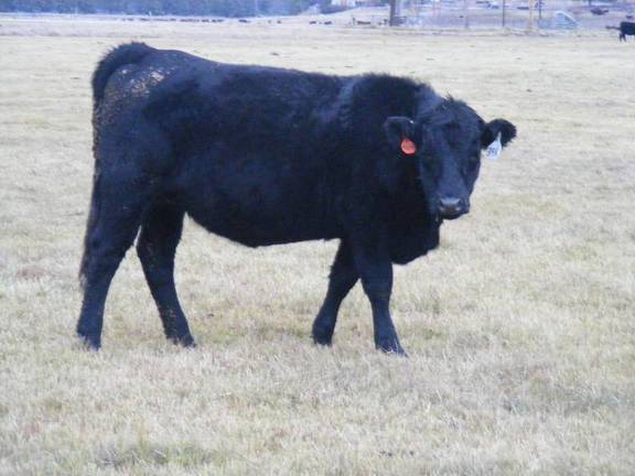 2023 Bred Heifers in November