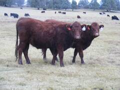 2023 Bred Heifers in November