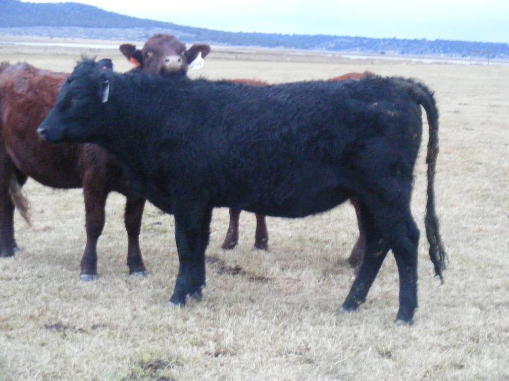 2023 Bred Heifers in November