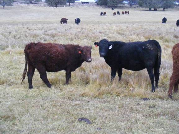 2023 Bred Heifers in November