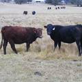 2023 Bred Heifers in November