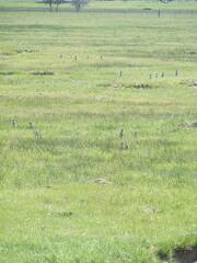 Ground squirrels, aka sage rats