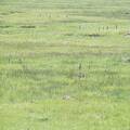 Ground squirrels, aka sage rats