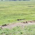 Ground squirrels, aka sage rats