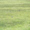 Ground squirrels, aka sage rats