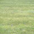 Ground squirrels, aka sage rats