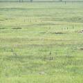 Ground squirrels, aka sage rats
