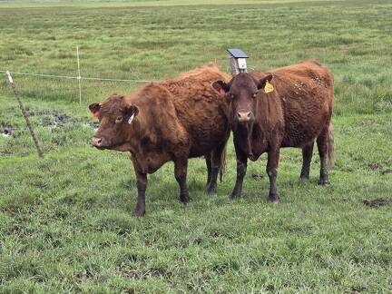 Three year old 208 and nine year old 604