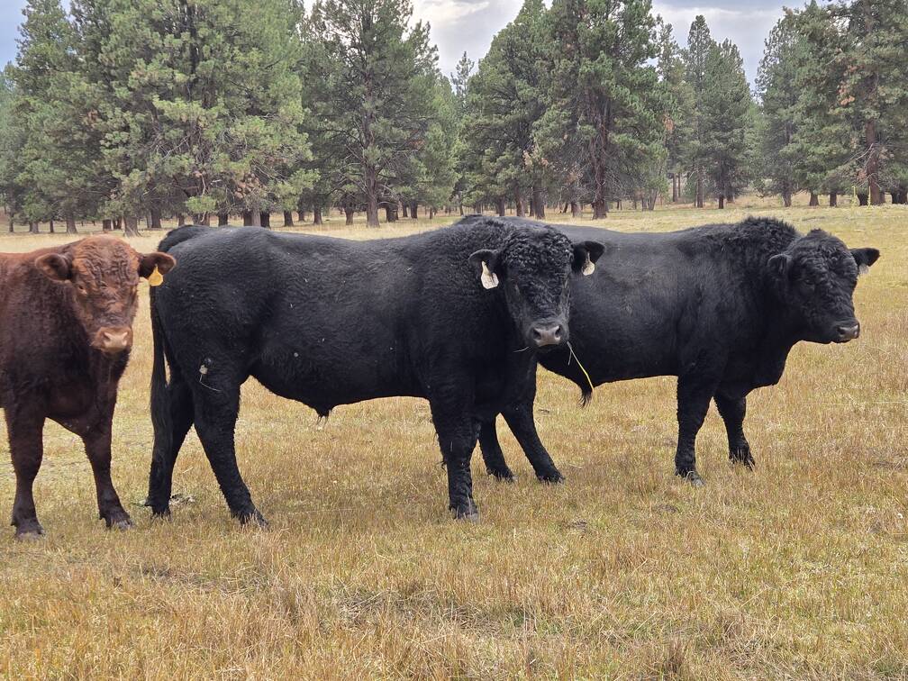 342 and calf tag 640